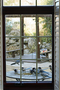 建筑房屋自然窗外小鸟图片