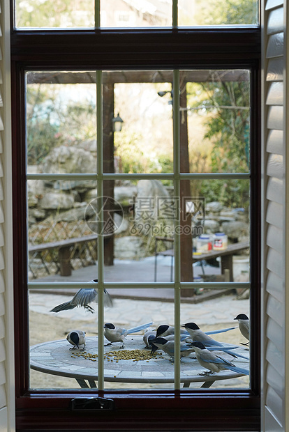 建筑房屋自然窗外小鸟图片