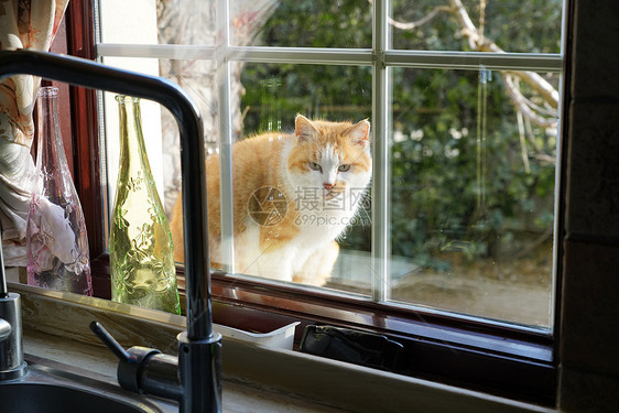 私家花园里的猫图片