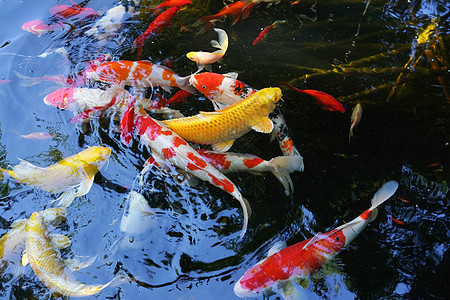 动物主题鱼群野生动物锦鲤图片