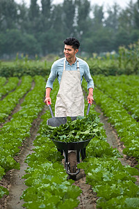 成长收获成长无污染熟的东方青年人采摘蔬菜背景