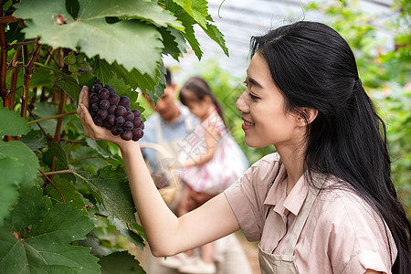 抱着水果女孩幸福家庭采摘葡萄背景