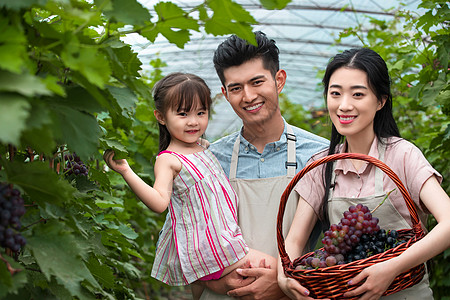 夏日果园采摘葡萄的一家人高清图片