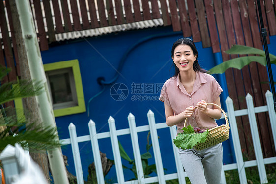 女人爱白菜东方女青年农庄采摘图片