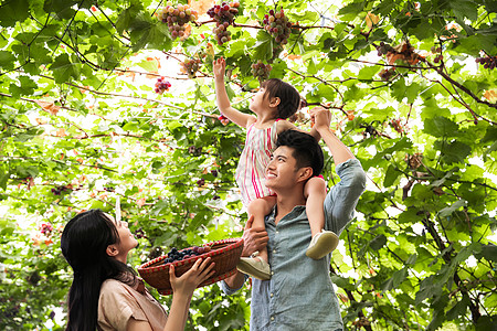 抱着水果女孩幸福家庭在采摘葡萄背景