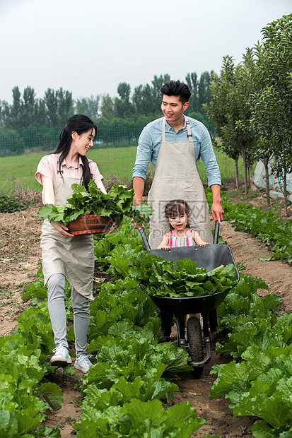 快乐农业活动家庭采摘蔬菜图片