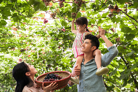 亚洲人休闲装女人幸福家庭在采摘葡萄图片