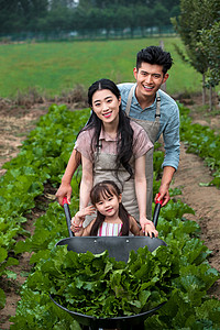 东方儿童童年农业白菜东方三口之家采摘蔬菜背景