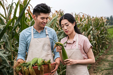 农场高兴的微笑东方夫妇采摘玉米图片