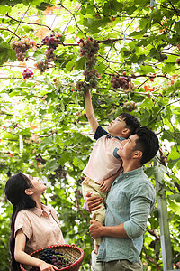 独生子女家庭休闲生活天真幸福家庭在采摘葡萄图片