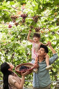捧着乐趣园艺幸福家庭在采摘葡萄图片