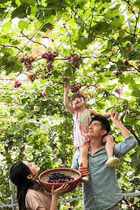 健康诱惑有机食品幸福家庭在采摘葡萄图片