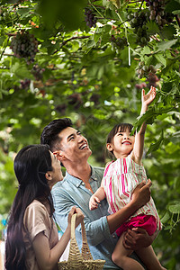 关爱健康可爱的幸福家庭在采摘葡萄图片