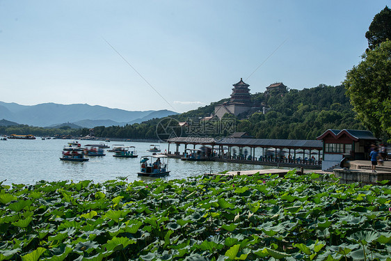 树林佛香阁荷花北京颐和园图片