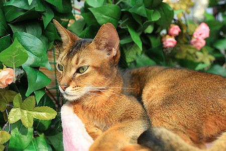 私家花园里的猫图片