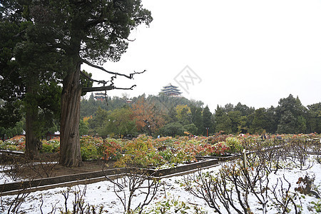 风景都市风光建筑北京风光背景图片