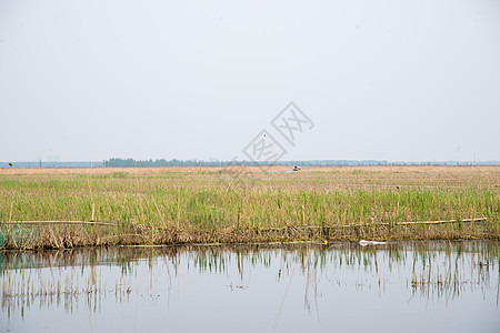 环境保护草自然现象河北省雄安新区白洋淀图片