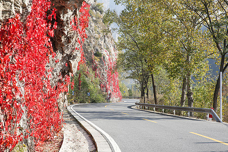 爬山虎红叶风景北京郊区的公路图片