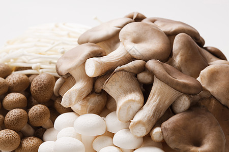 食材食用菌蘑菇图片