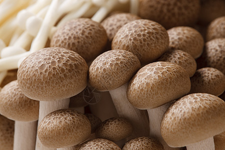 蔬菜蘑菇图片