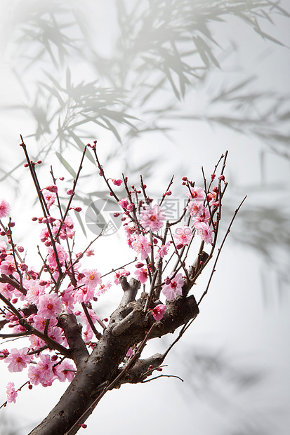 盆栽植物梅花图片