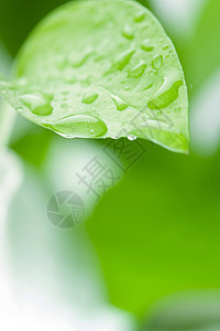 清新绿叶水滴图片