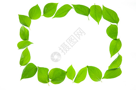 白色纹理式样幸福植物绿叶背景