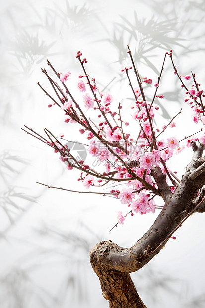 芳香的梅花图片