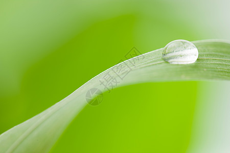 绿叶水珠植物学幸福水平构图绿叶水滴背景