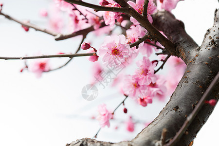 植物高雅梅花图片