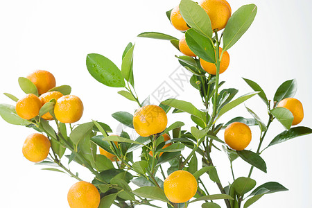 柑橘属桔树酸桔子图片