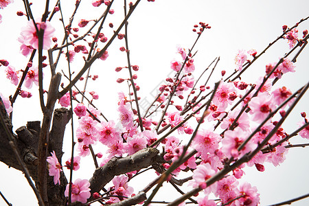 花瓣免抠静物花卉梅花背景