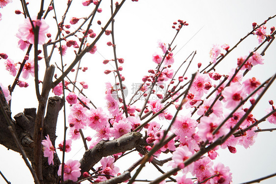 静物花卉梅花图片