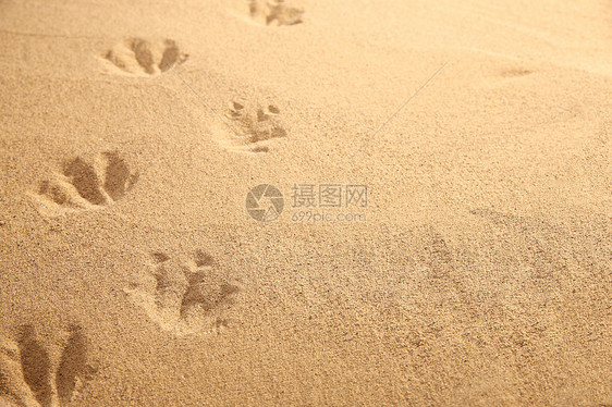 沙滩上的脚印图片