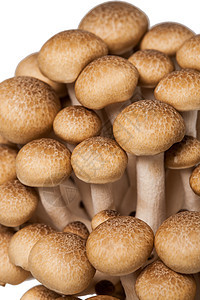 蔬菜摄影静物蘑菇图片