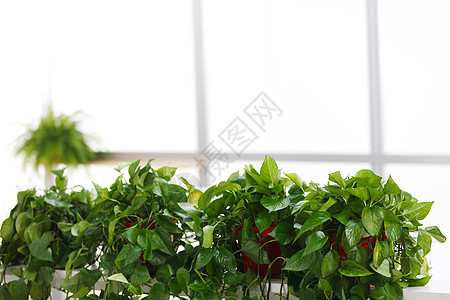绿萝叶子办公室里的盆栽植物图片