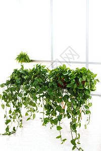 绿萝叶子办公室里的盆栽植物背景