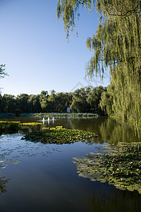 园林彩色图片垂直构图北京圆明园公园图片