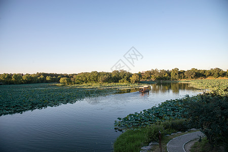 树摄影北京圆明园公园背景