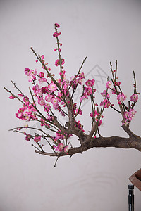 静物树生长梅花图片