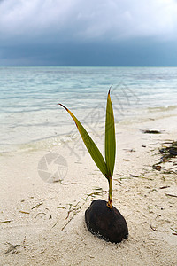 生长户外海滩马尔代夫海景图片