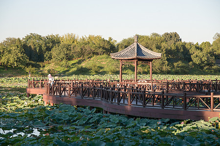 池塘公园北京圆明园图片
