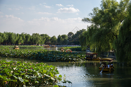 荷花都市风光绿化古老的北京北海公园背景