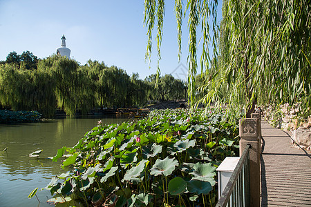 张家界旅游名胜夏日北海公园的池塘背景