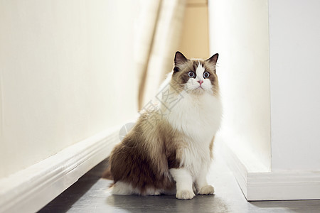 猫咪背景照片 猫咪背景背景 猫咪背景摄影图片下载 摄图网