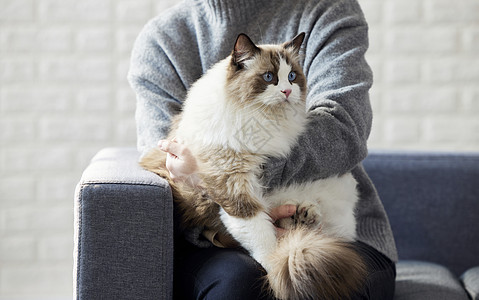 美女居家主人居家抱着布偶猫背景