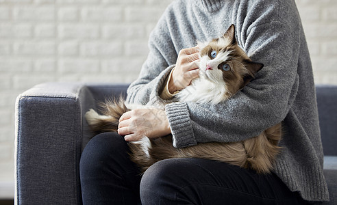 猫咪与小鱼主人与猫咪居家互动背景