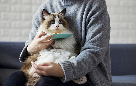 禅沙宠物猫咪吃冻干背景