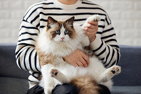 家庭購物猫主人抱着布偶猫背景