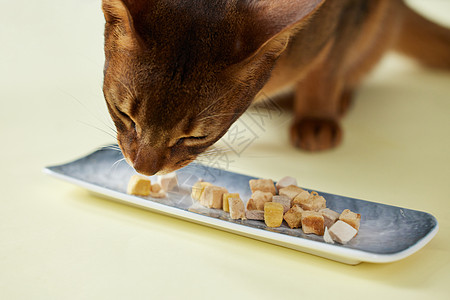 可爱猫咪吃冻干零食特写图片